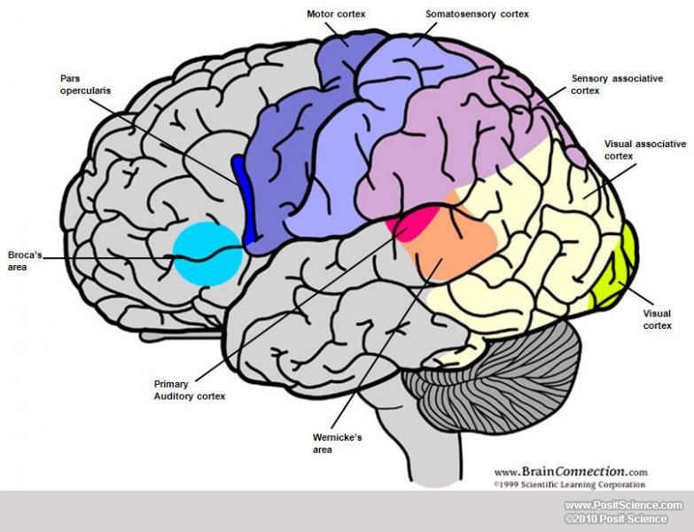 cerebral cortex blank diagram