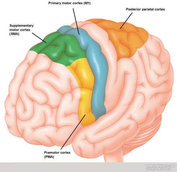 Motor Cortex Anatomy